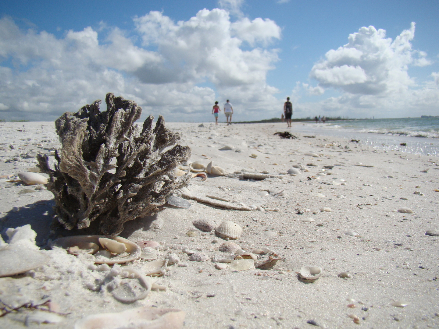 Coastal Scene, Flordia